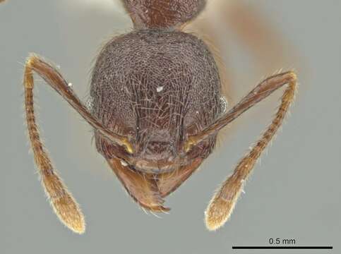 Image of Pheidole walkeri Mann 1922