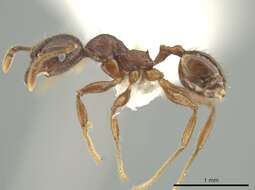 Image of Pheidole walkeri Mann 1922