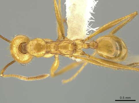 Image of Pheidole tinamu