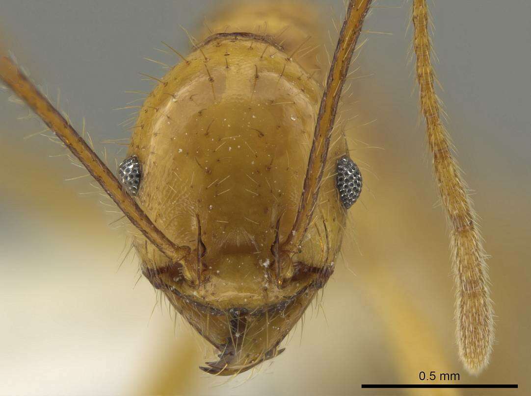 Image of Pheidole tinamu