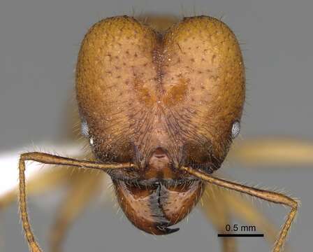 Image of Pheidole tinamu