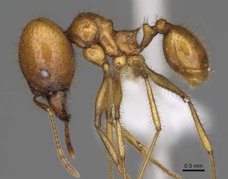 Image of Pheidole tinamu