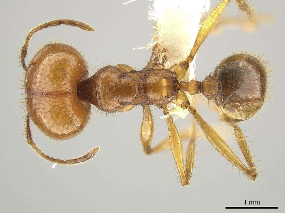 Image of Pheidole tinamu