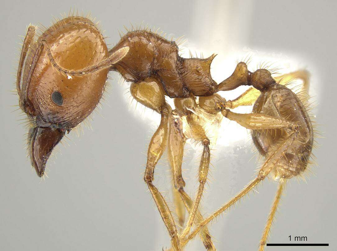 Image of Pheidole tinamu