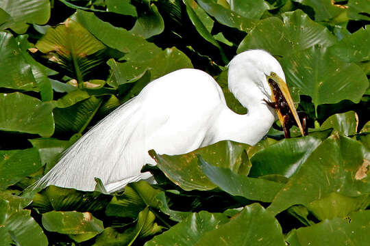 Image of Great Egret