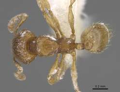 Image of Pheidole belonorte