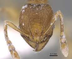 Image of Pheidole belonorte