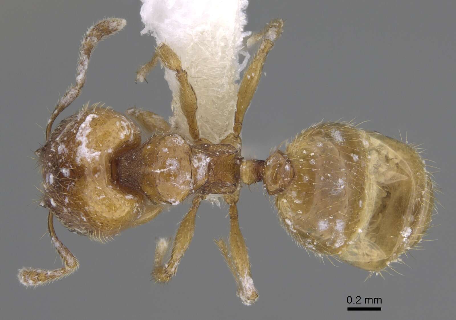 Image of Pheidole belonorte