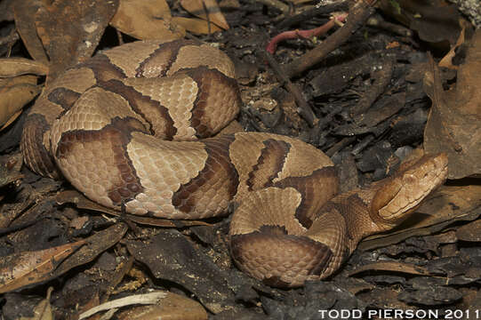 Image of Copperhead