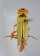 Image of Cicadella lasiocarpae Ossiannilsson 1981