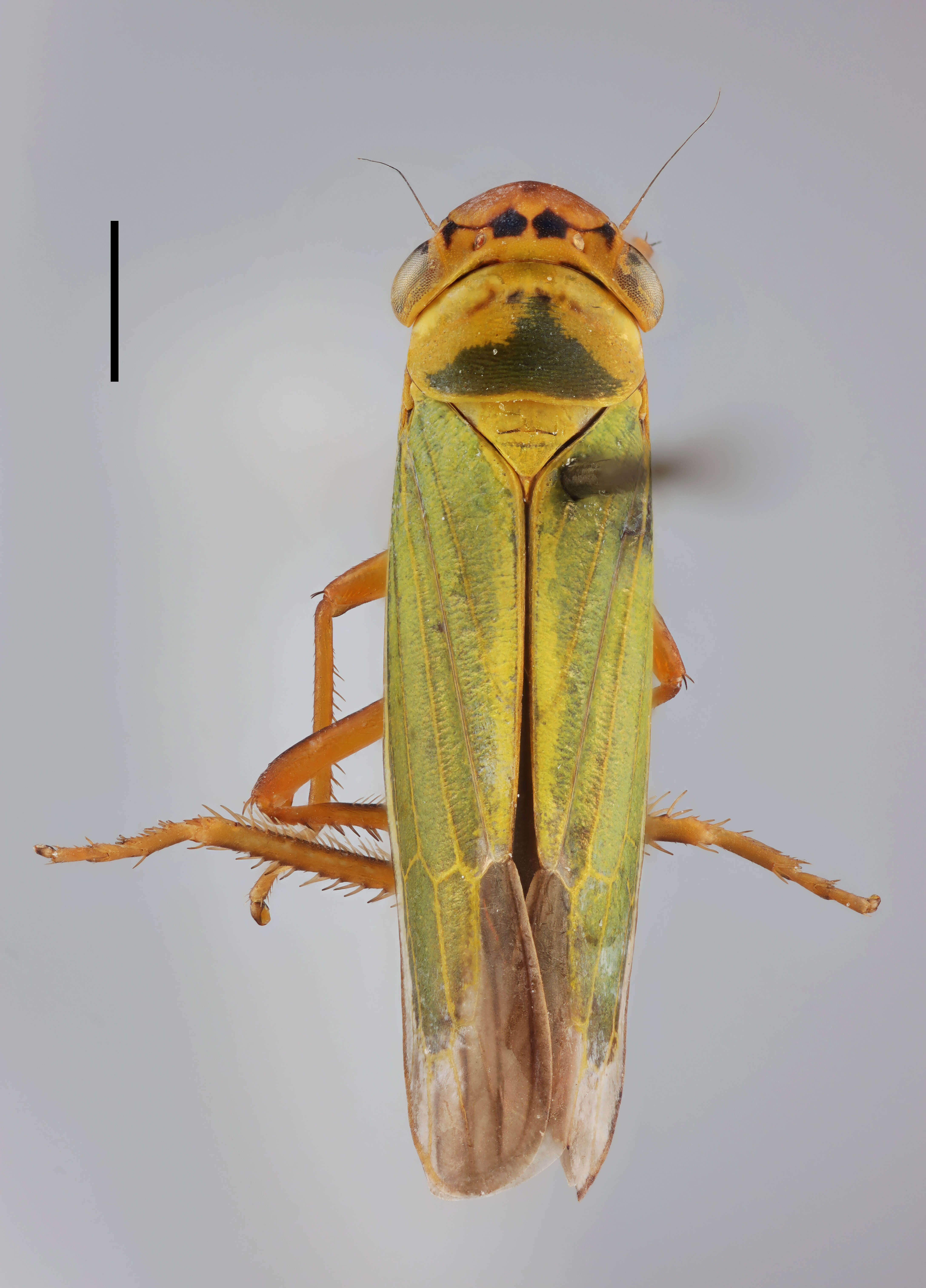 Image of Cicadella lasiocarpae Ossiannilsson 1981