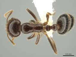 Image of Red imported fire ant