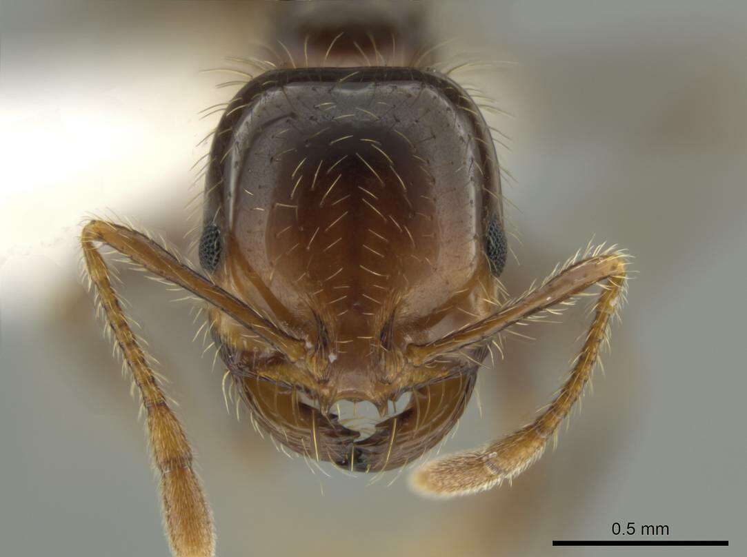 Image of Red imported fire ant