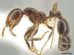 Image of Red imported fire ant