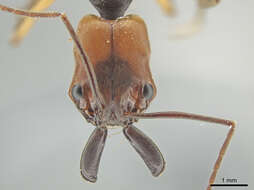 Imagem de Odontomachus erythrocephalus Emery 1890