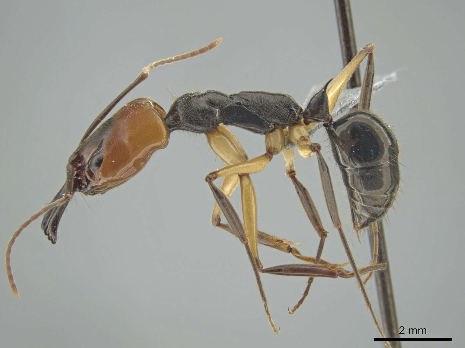 Image of Odontomachus erythrocephalus Emery 1890