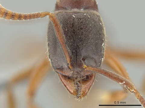 Image of Ant