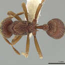 صورة <i>Eurhopalothrix megalops</i>