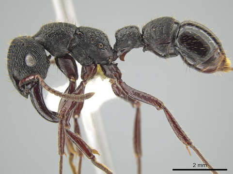 Image of Gnamptogenys mordax (Smith 1858)