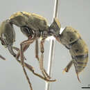 Image of Neoponera curvinodis