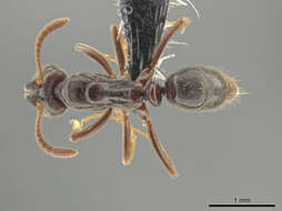 Image of Hypoponera distinguenda (Emery 1890)