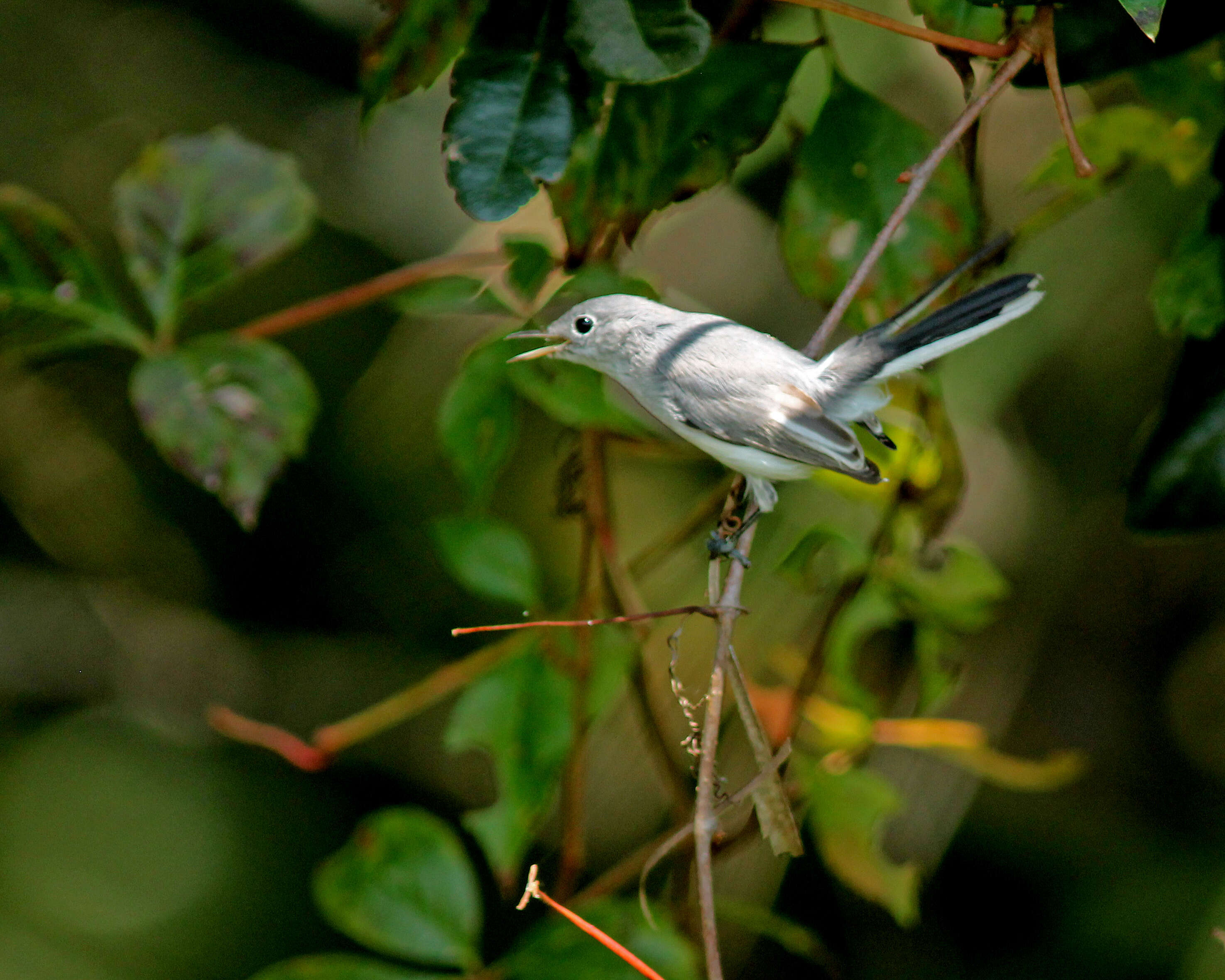 Image of Polioptila Sclater & PL 1855