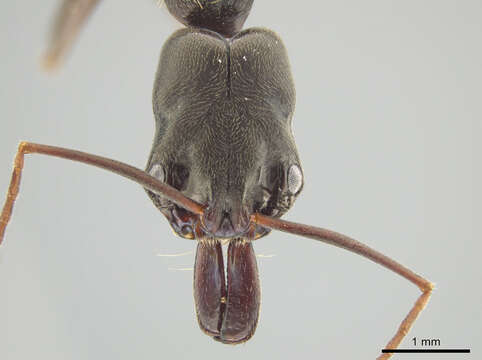 Imagem de Odontomachus yucatecus Brown 1976