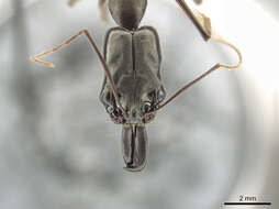 Image of Odontomachus chelifer (Latreille 1802)