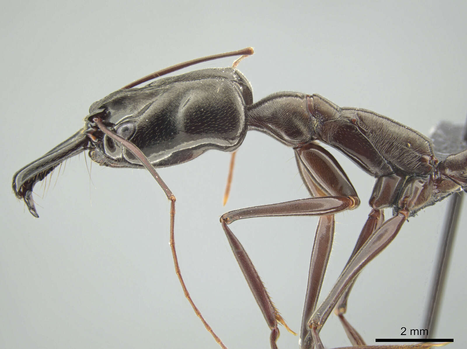 Image of Odontomachus chelifer (Latreille 1802)