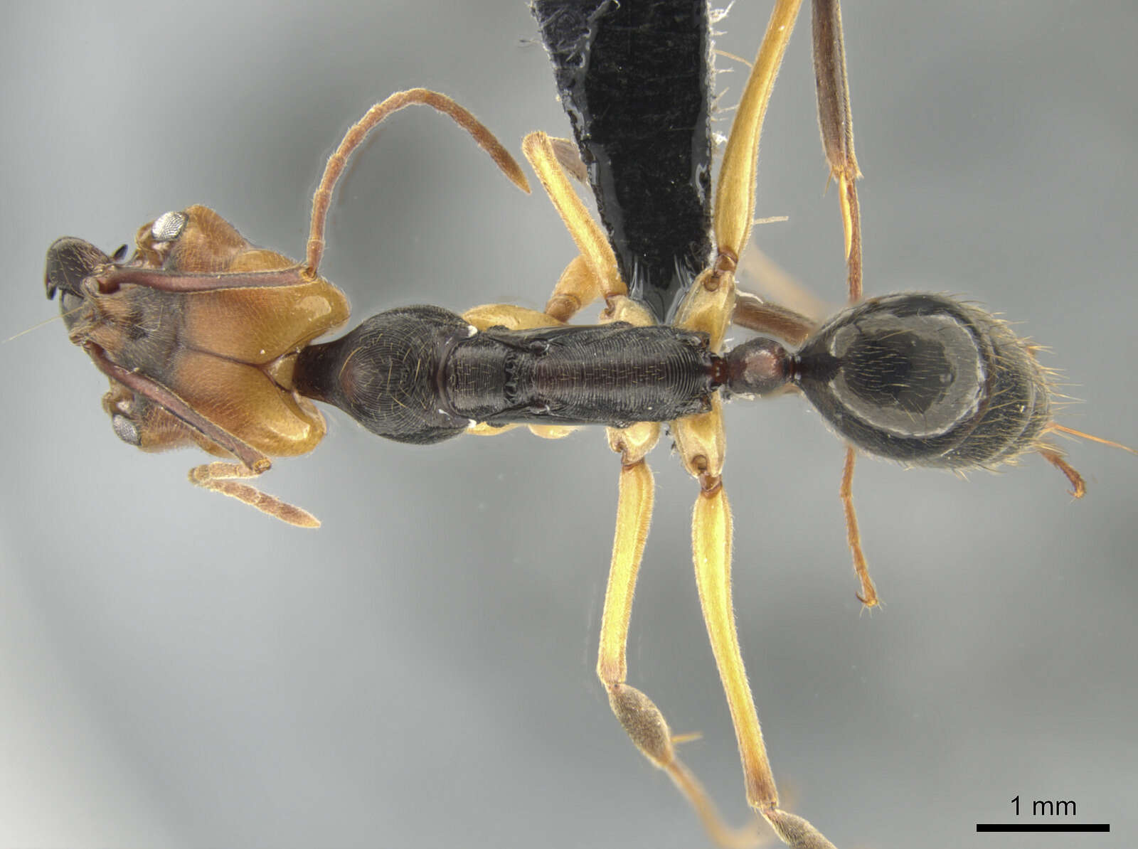 Image of Odontomachus erythrocephalus Emery 1890