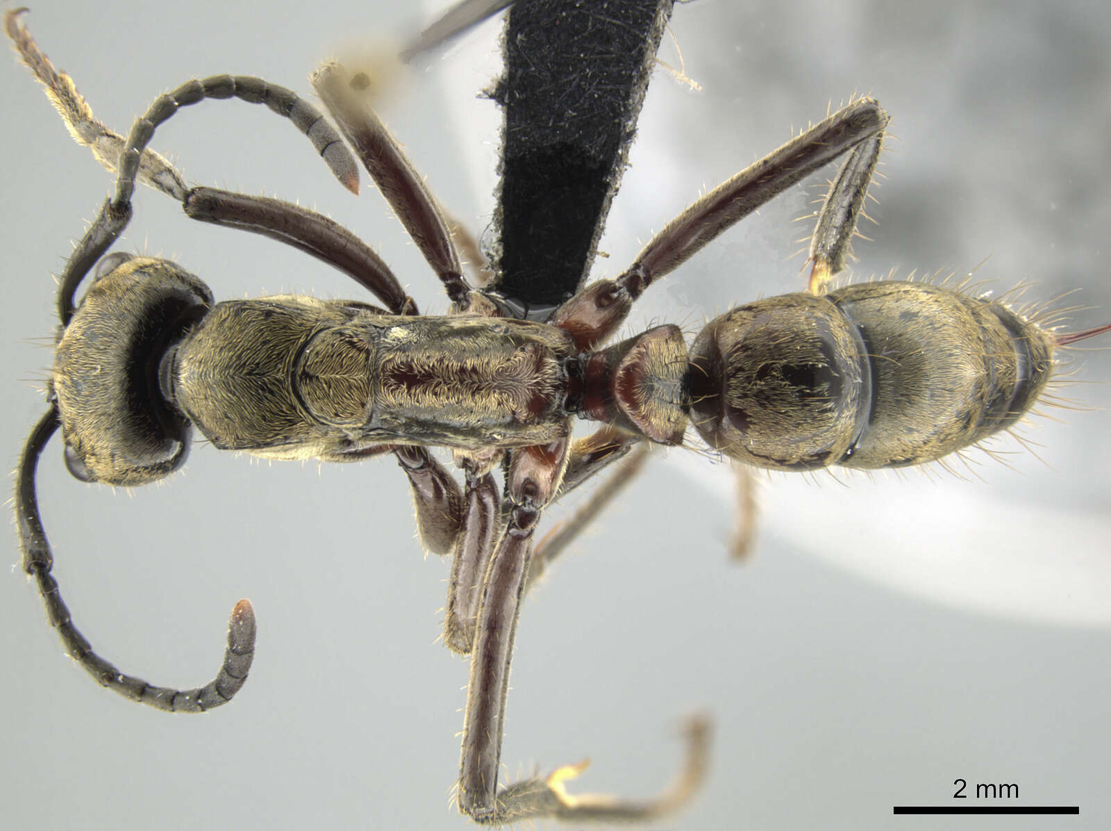 Image of Neoponera villosa