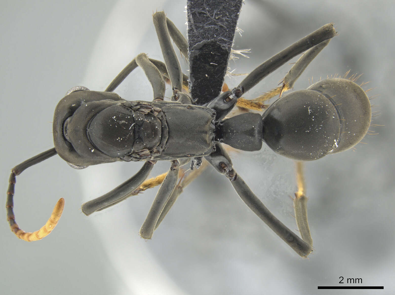 Image of Neoponera apicalis