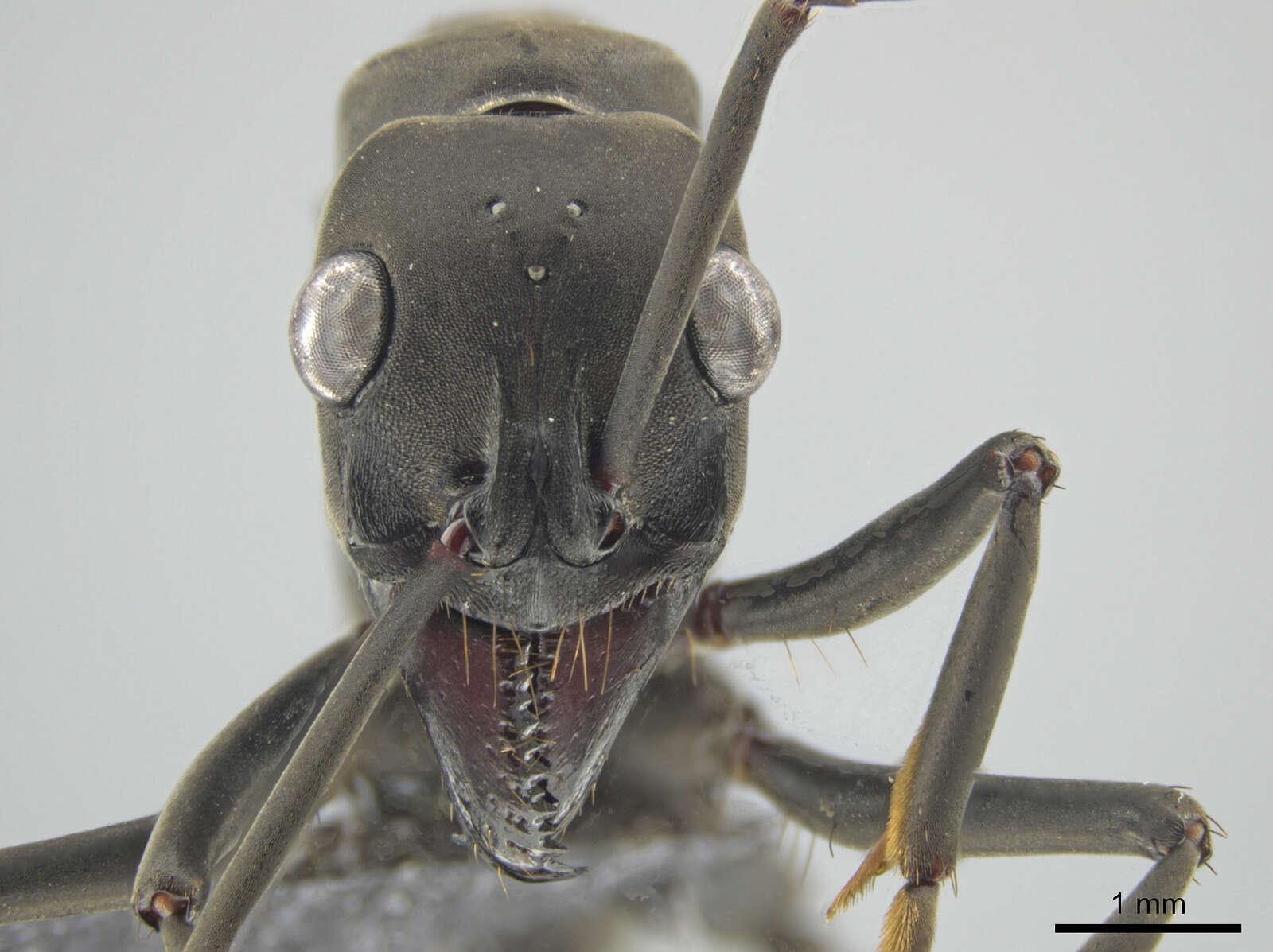 Image of Neoponera apicalis