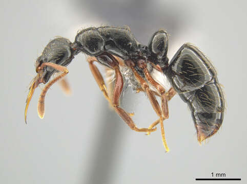 Image of Thaumatomyrmex mandibularis