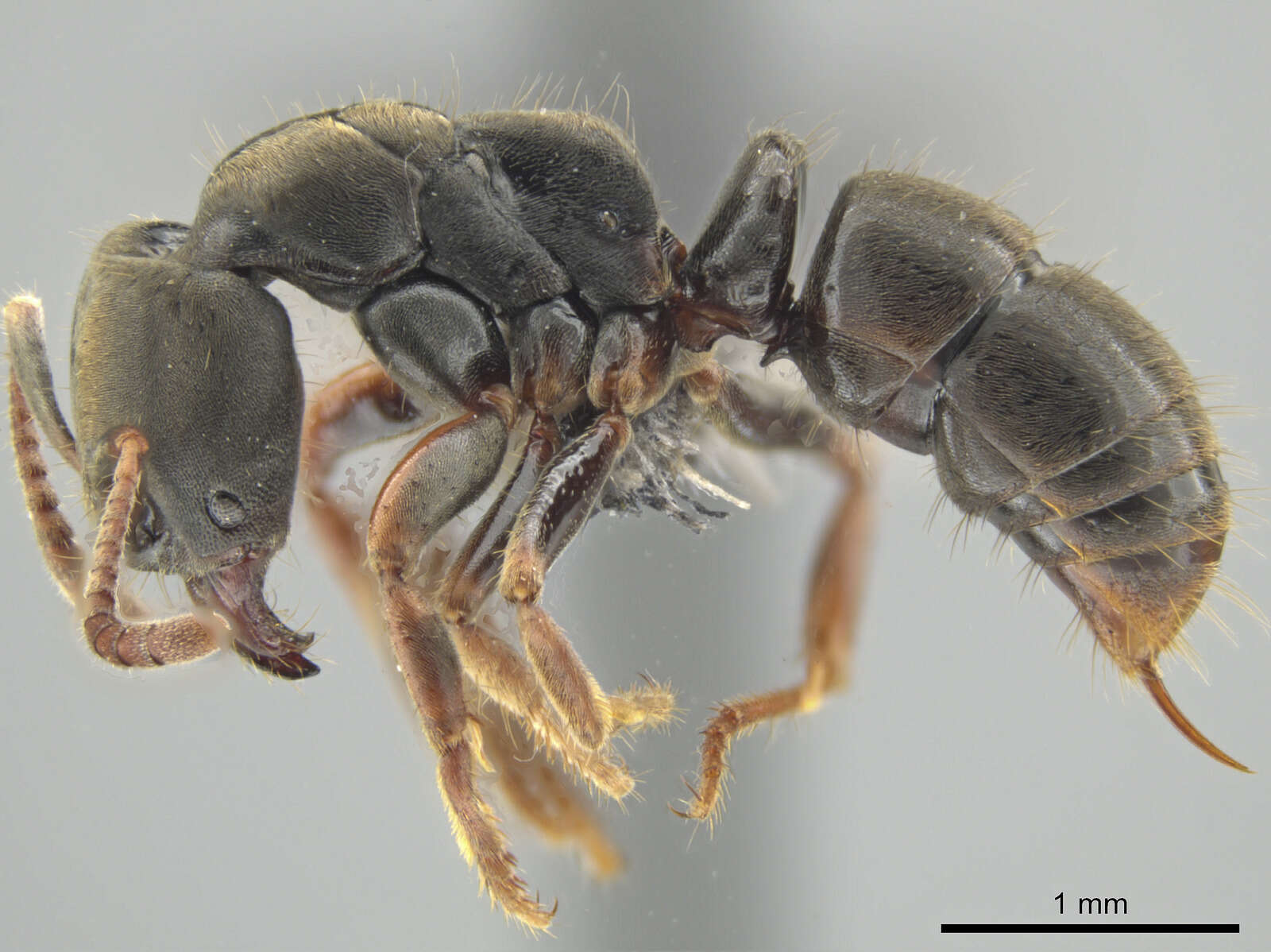 Image of Pseudoponera cognata