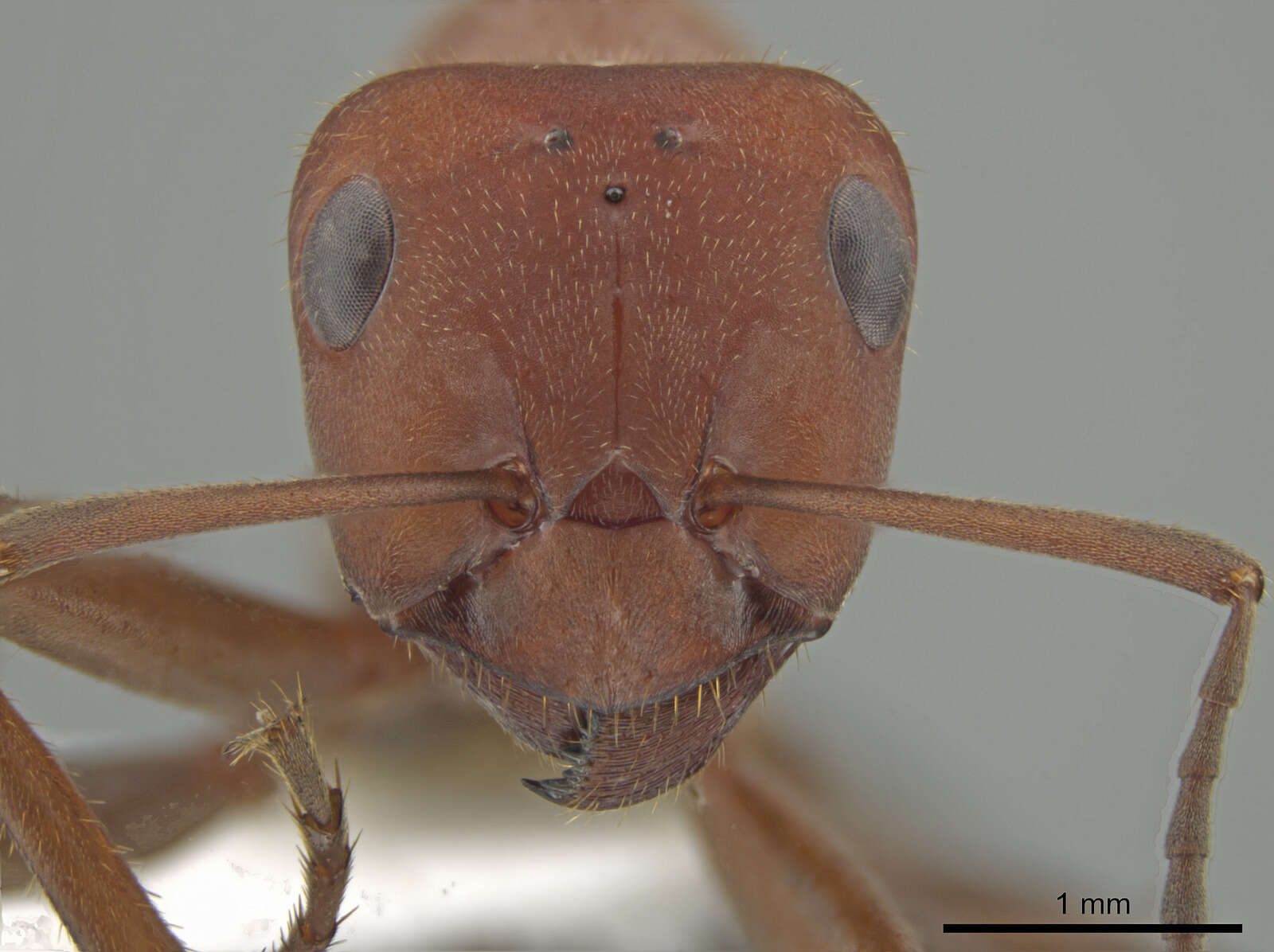 Image of Formica planipilis Creighton 1940