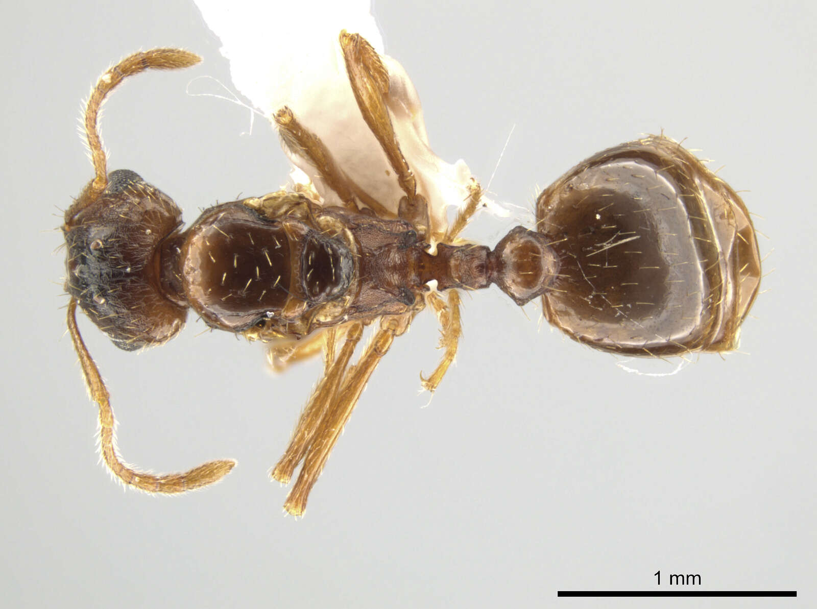 Image of Ant