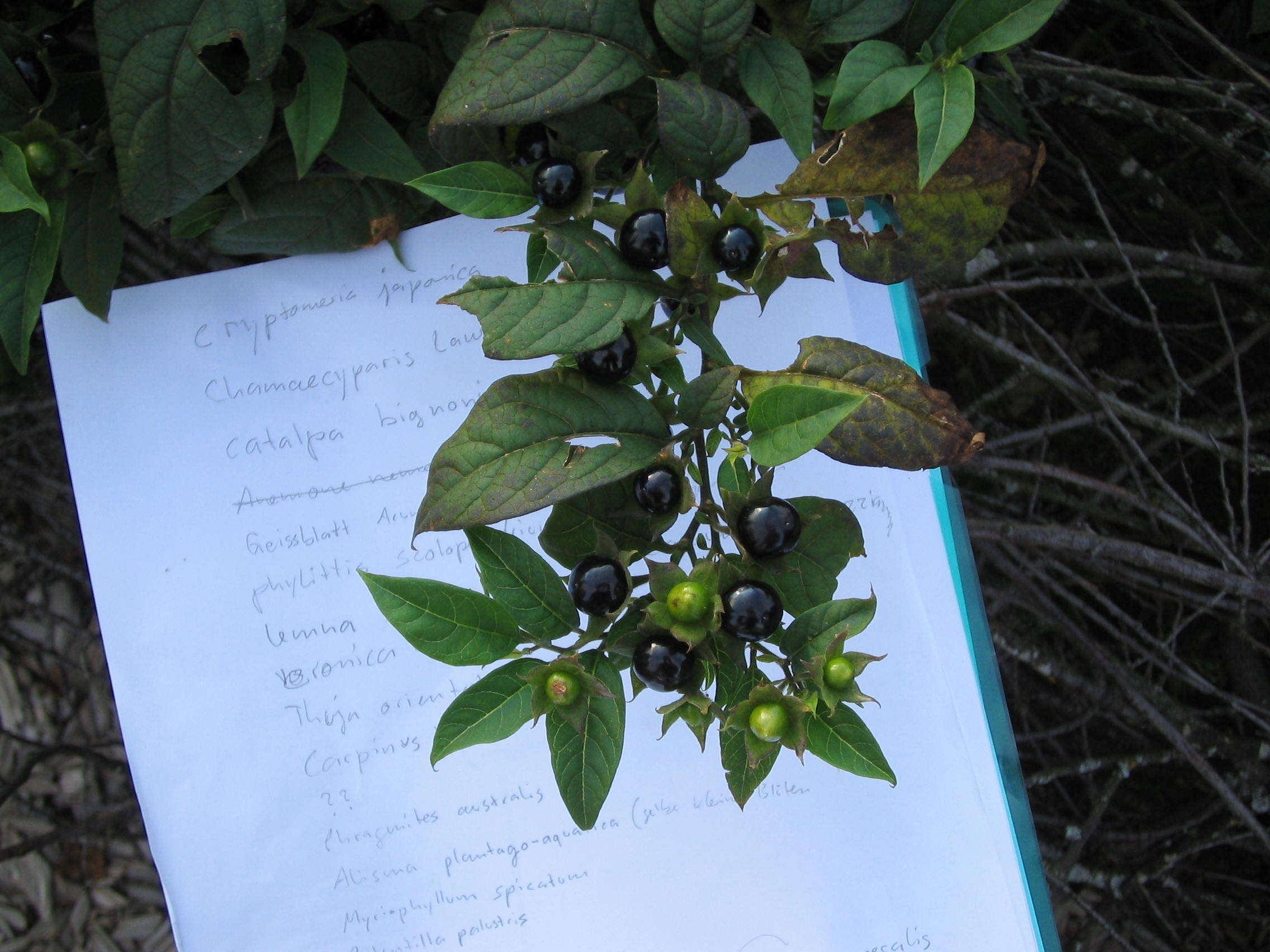 Plancia ëd Atropa belladonna L.