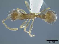 Image of <i>Temnothorax brevidentis</i>