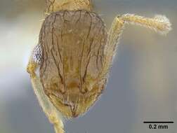 Image of <i>Temnothorax brevidentis</i>