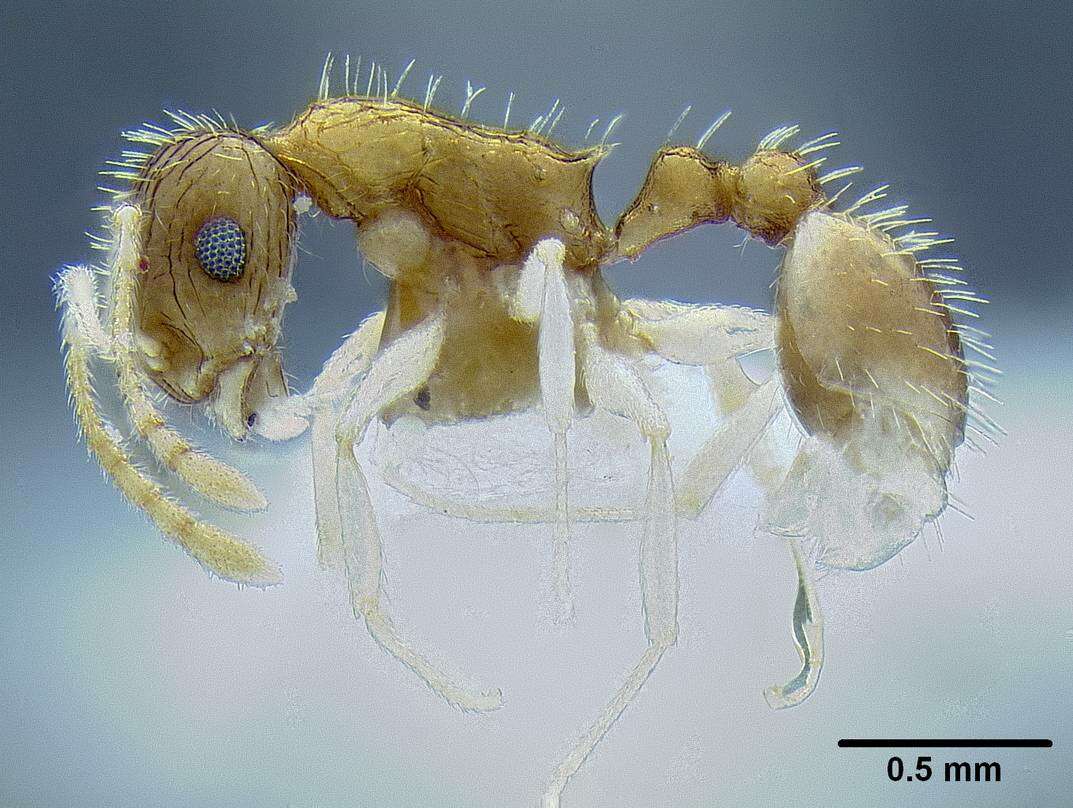 Image of <i>Temnothorax rufus</i>