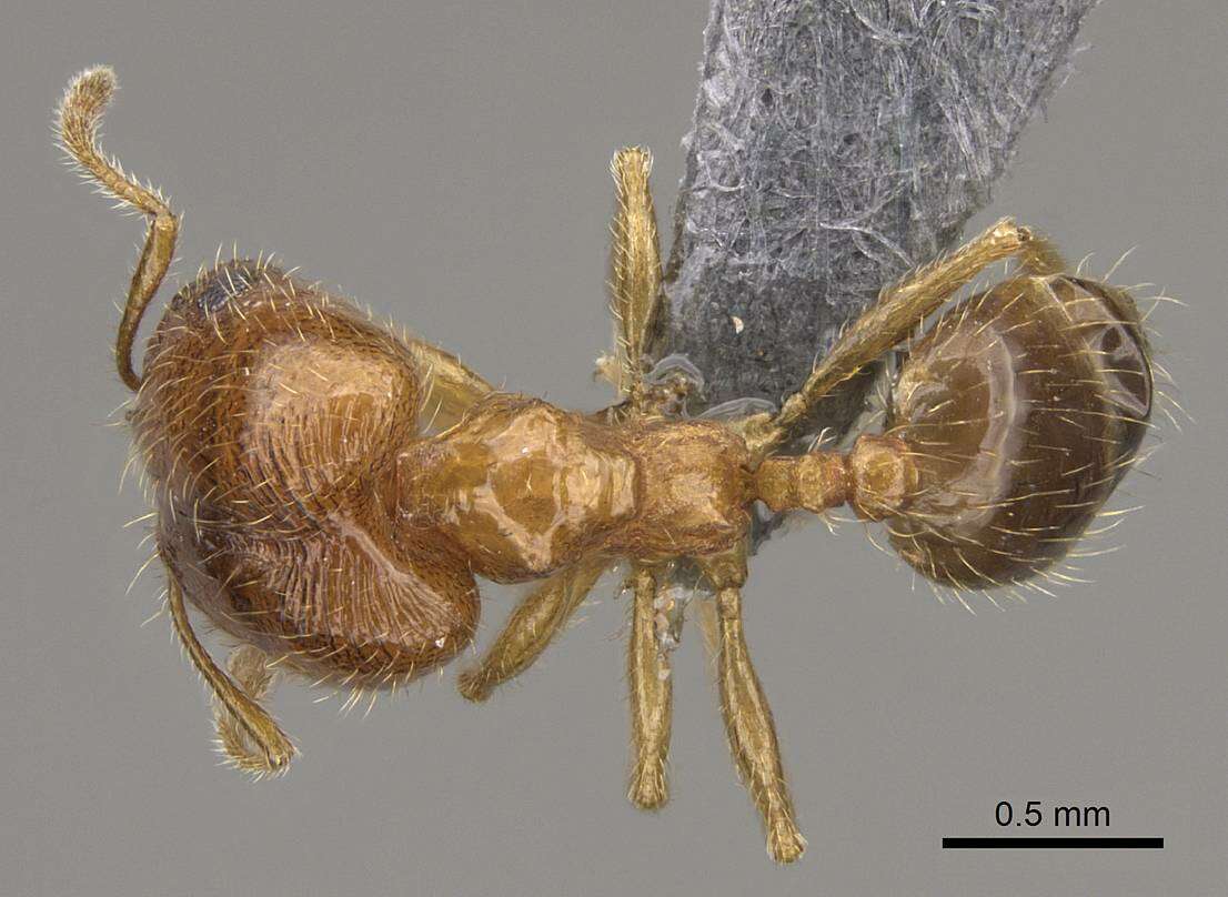 Plancia ëd Pheidole californica Mayr 1870