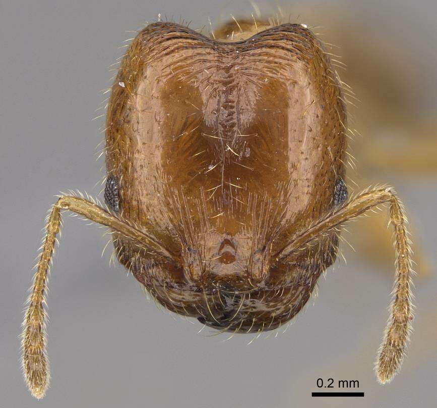 Plancia ëd Pheidole californica Mayr 1870