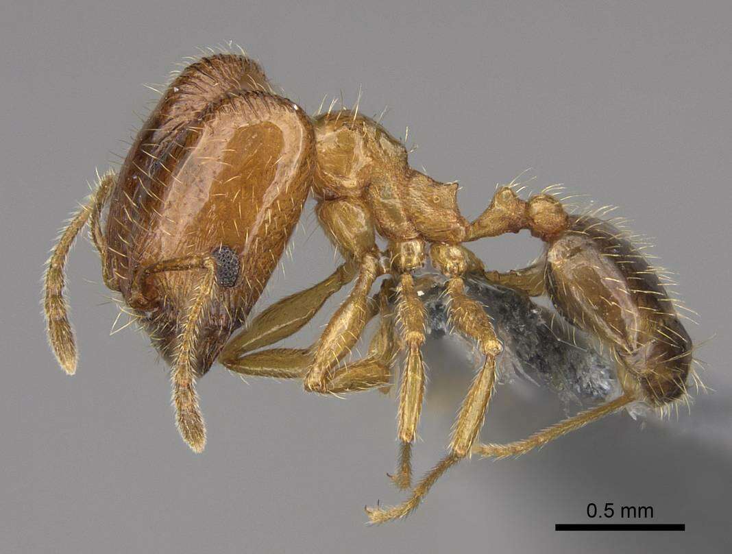 Plancia ëd Pheidole californica Mayr 1870