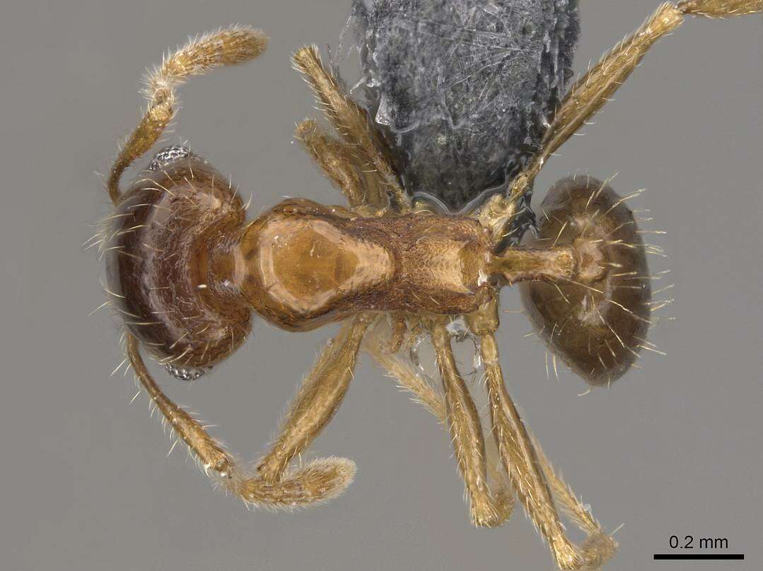 Plancia ëd Pheidole californica Mayr 1870