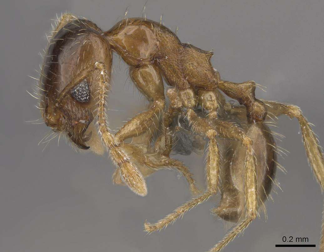 Image of Pheidole californica Mayr 1870