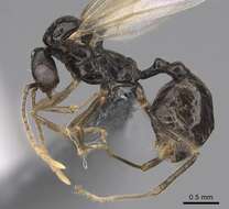 Image of Aphaenogaster occidentalis (Emery 1895)