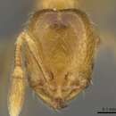 صورة Solenopsis pollux Forel 1893