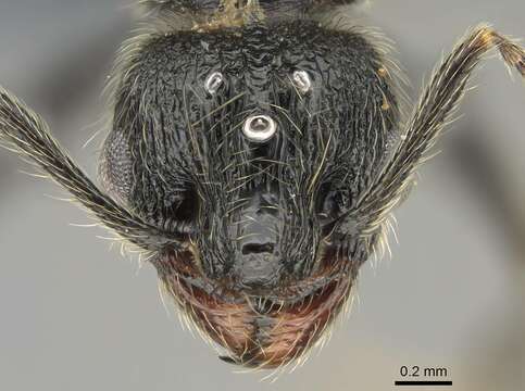 Image of <i>Pheidole jelskii</i> Mayr