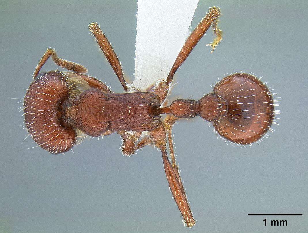 Слика од Pogonomyrmex subdentatus Mayr 1870